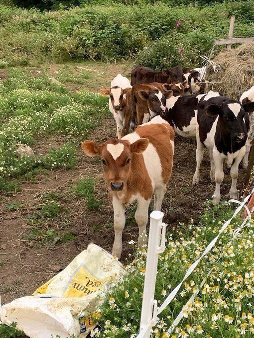 a herd of cows standing on top of a grass covered field next to a fence