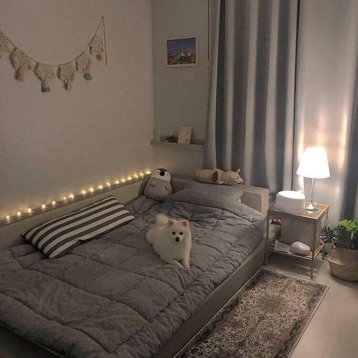 a small white dog sitting on top of a bed in a room with grey curtains