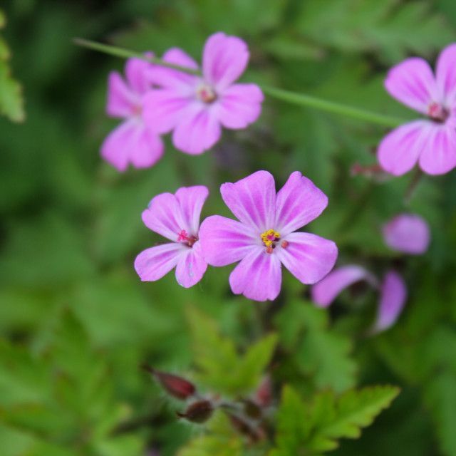 small pink flowers with green leaves in the background