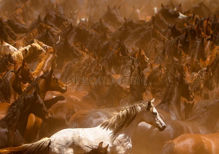 a large group of horses are running in the wild together, with dust behind them