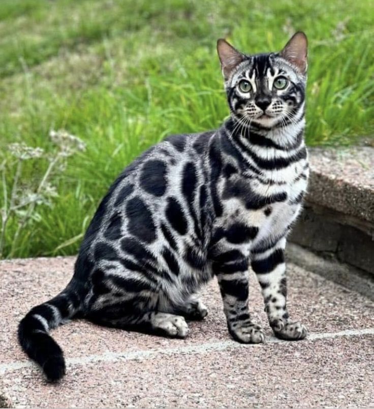 a black and white cat sitting on top of a cement slab next to green grass