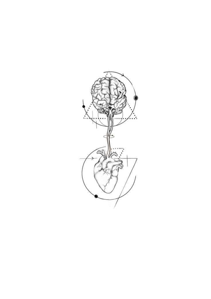 a diagram of the human brain and its functions