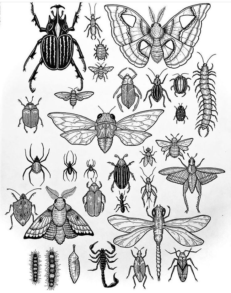 some bugs and other insect species are shown in this black and white drawing on paper