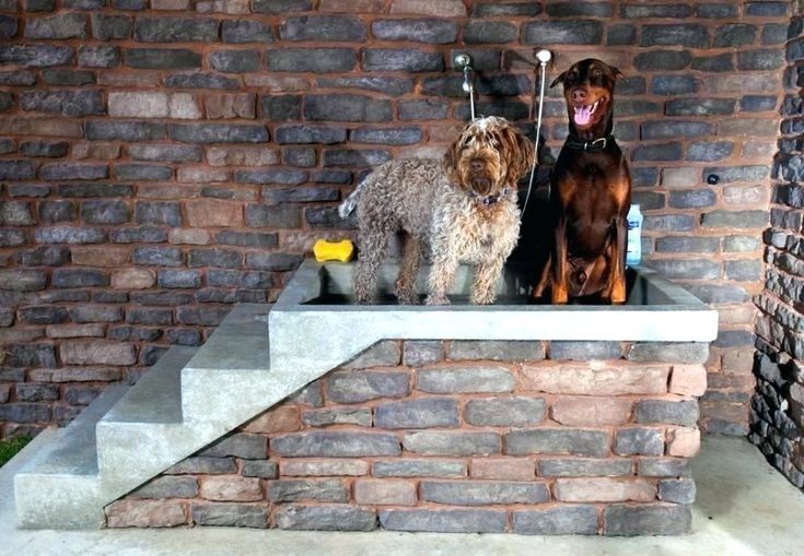 two dogs are sitting on the outside steps in front of a brick wall and water fountain