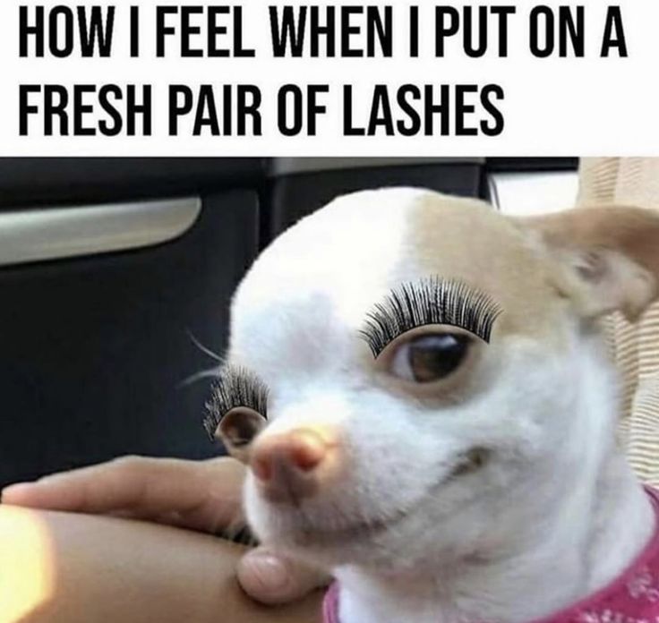 Eyelash Meme, Lash Quotes, Makeup Step By Step, Eyelash Packaging, 3d Lashes, Beautiful Lashes, Fake Lashes, Faux Mink Lashes, 3d Mink Lashes