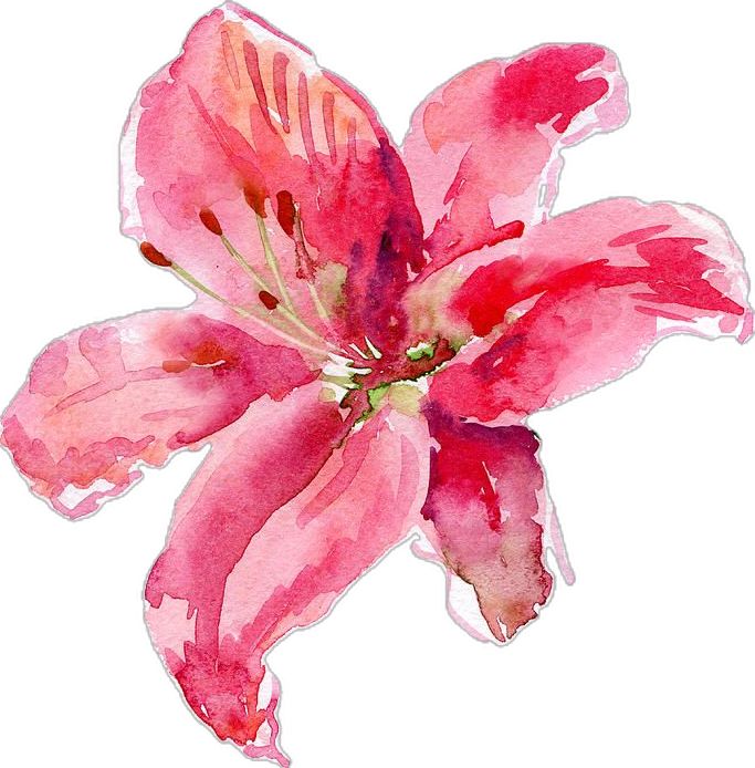 a watercolor drawing of a pink flower on a white background