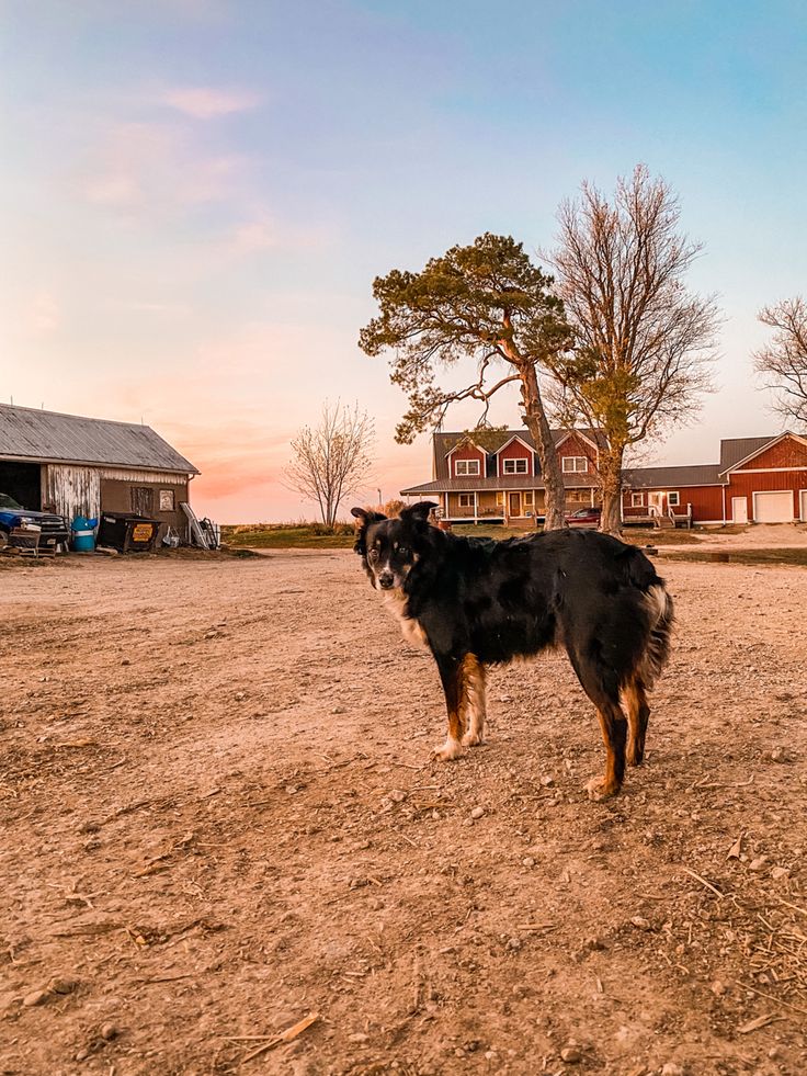 a black and brown dog standing on top of a dirt field