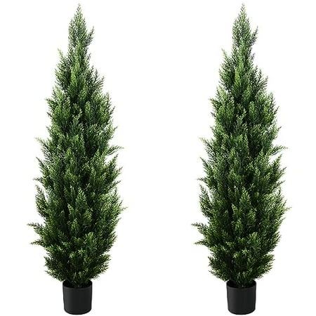 two tall trees in black pots on a white background