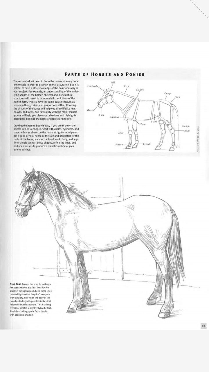 a horse is shown in an open book with instructions on how to draw the horse