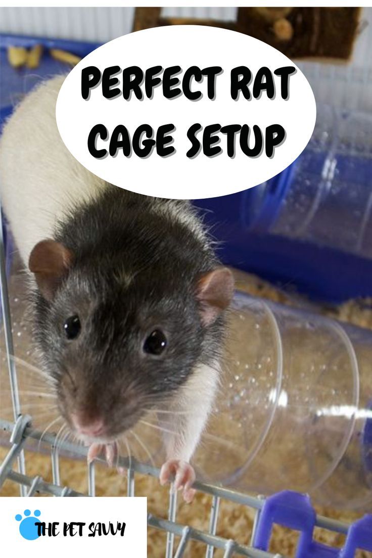 a rat in a cage with the caption perfect rat cage setup