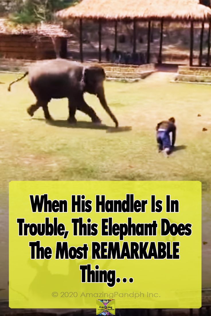 an elephant walking across a grass covered field next to a little boy in a blue shirt