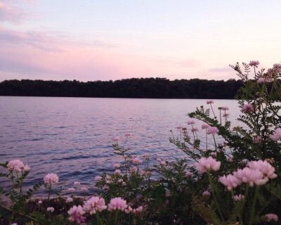 pink flowers are growing on the shore of a lake