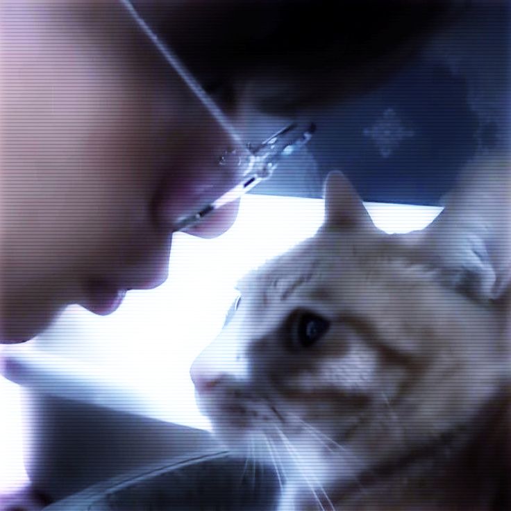 a woman looking at a cat with glasses on