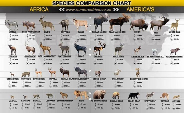 an animal chart with different types of animals in each country and their names on it