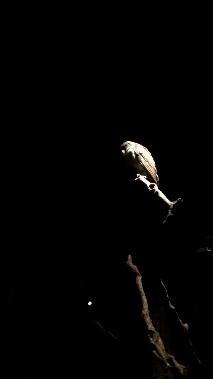 a bird sitting on top of a tree branch in the dark