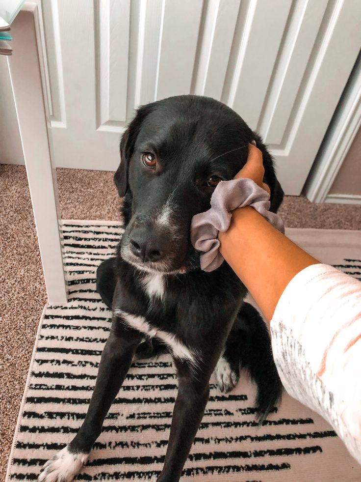 a black and white dog sitting on top of a rug next to a person's hand