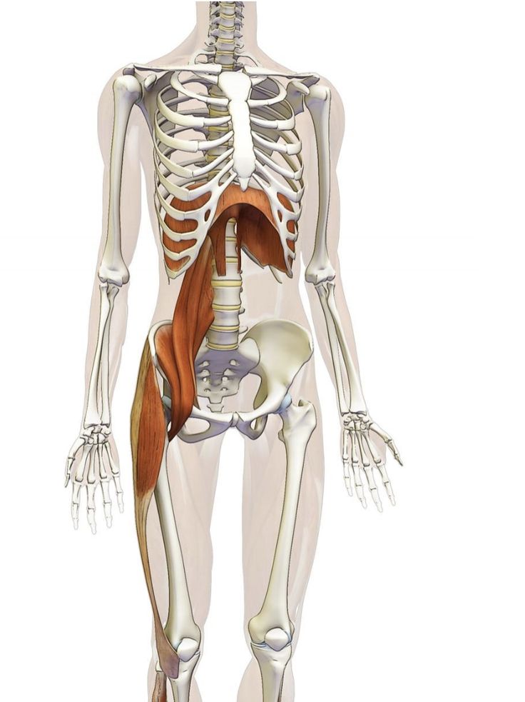 Punkty Spustowe, Nervus Vagus, Physical Therapy School, Pelvic Floor Therapy, Pelvic Organ Prolapse, Sports Therapy, Massage Business, Yoga Anatomy, Human Body Anatomy