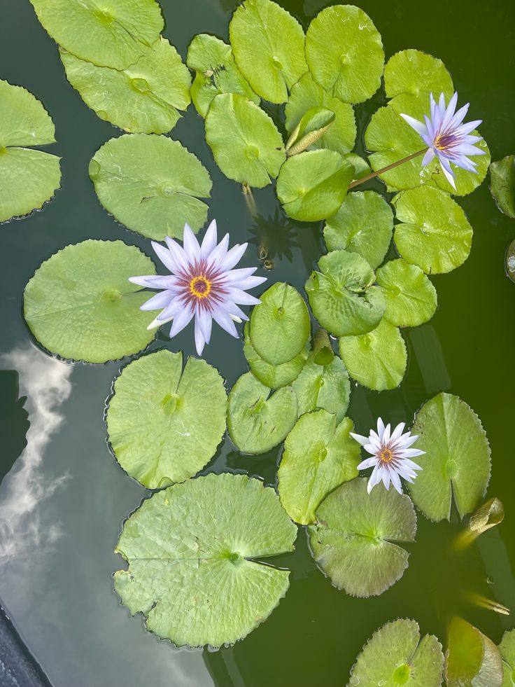 water lilies and leaves floating in a pond