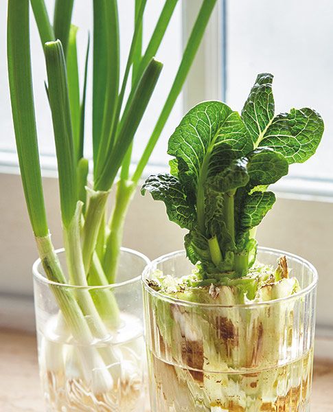 two glass vases with plants in them on a table