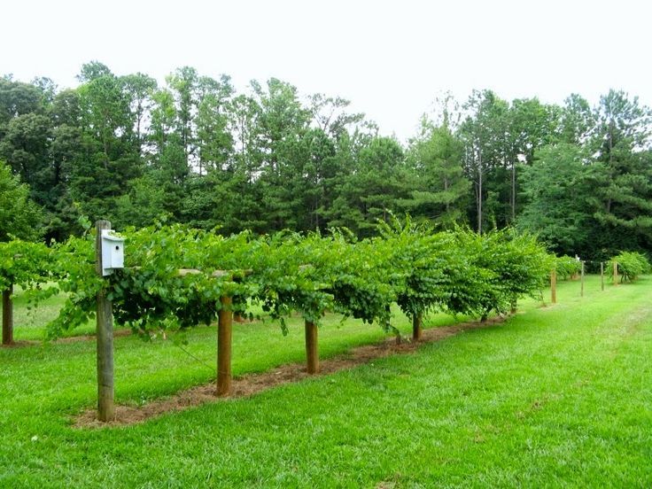 a row of trees that are in the grass