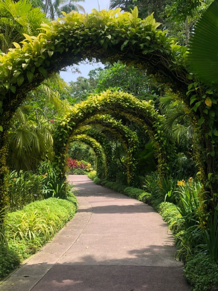 a pathway lined with lush green plants and trees