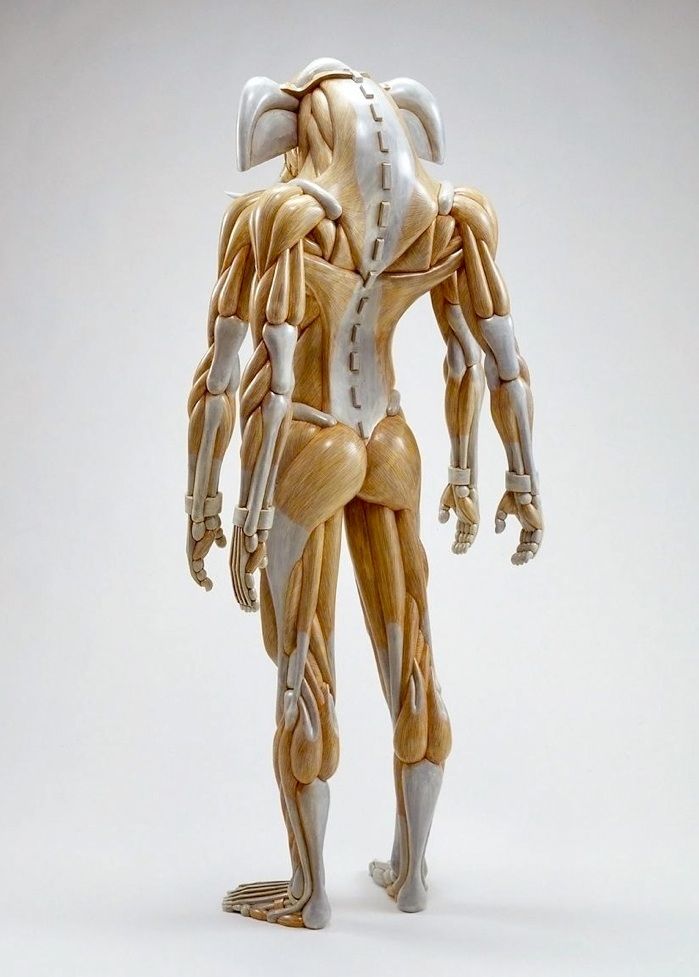 a model of the human body with muscles highlighted