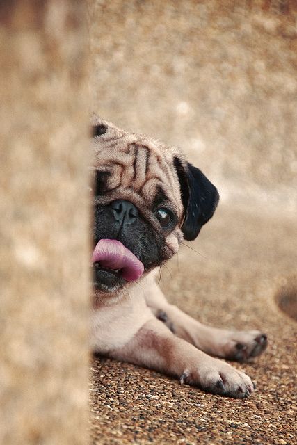 a small pug dog sticking its tongue out from behind a wooden post on the ground