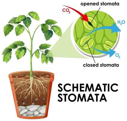 the diagram shows how plants grow from seed to plant in an open stomata