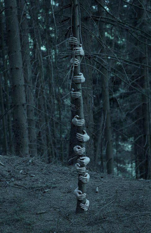 there is a very tall tree made out of donuts in the woods with no leaves on it