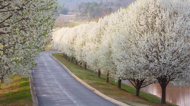 the road is lined with blooming trees and water