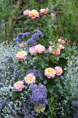 pink and yellow flowers are in the middle of some blue and white plants with green leaves