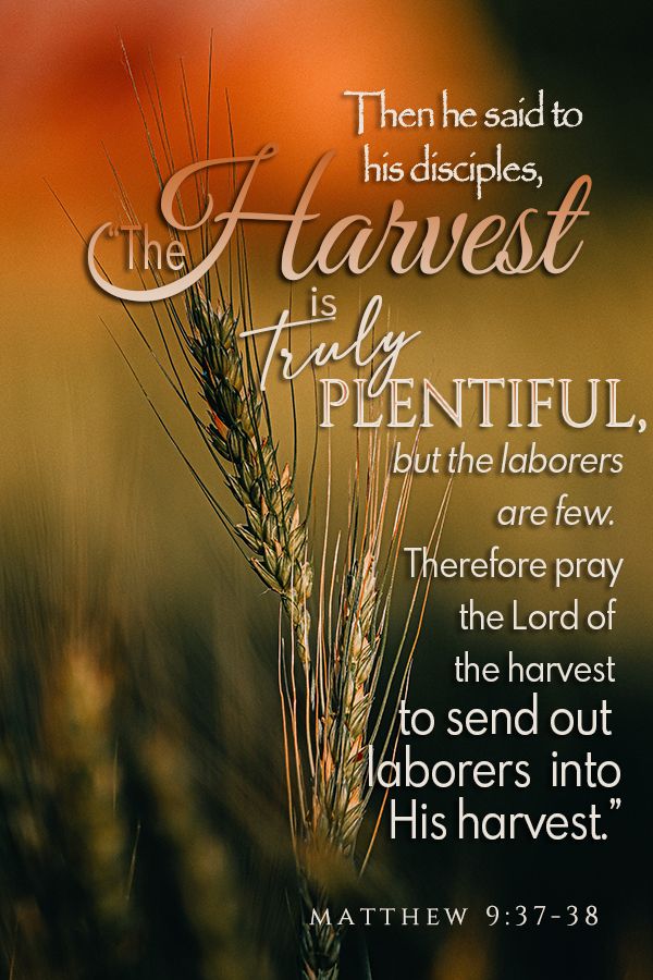 an image of a field with the words, he is not afraid to harvest his harvest