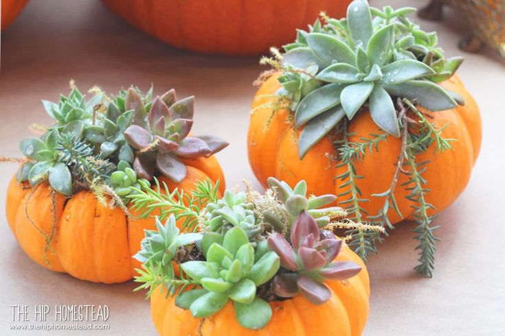 three small pumpkins with succulent plants in them