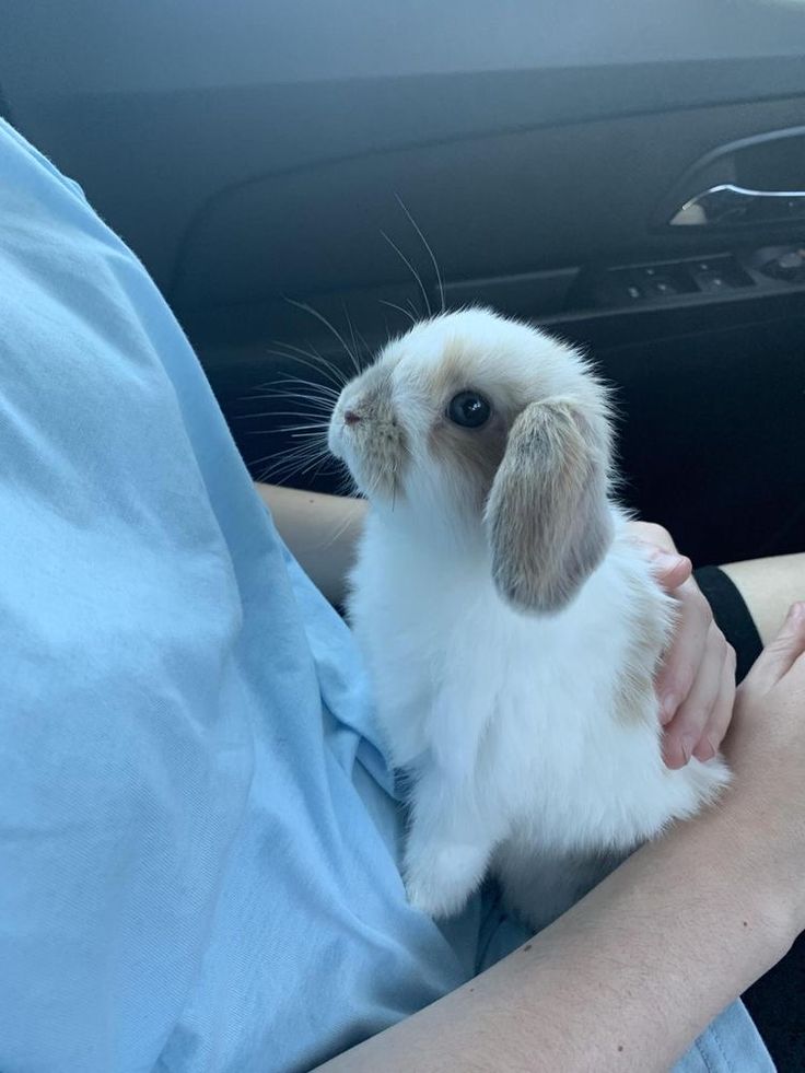 a person holding a small white and brown rabbit in their lap while sitting in the back seat of a car