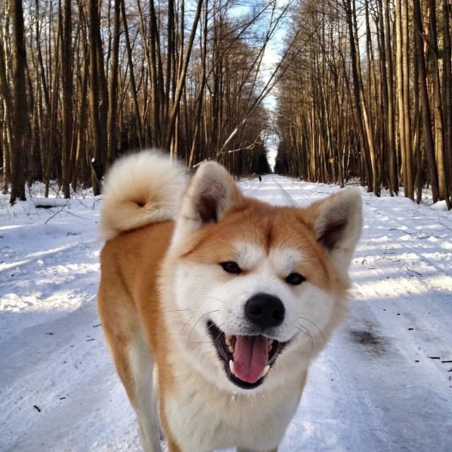 a brown and white dog walking on top of snow covered ground next to tall trees