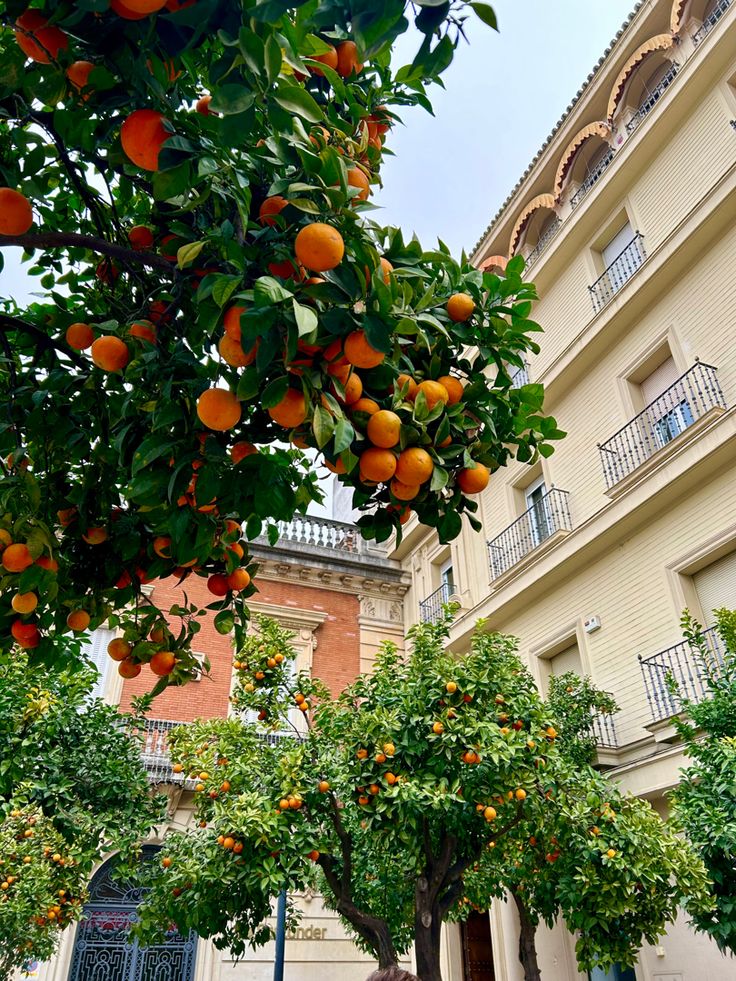 an orange tree in front of a building with balconies on the top floor