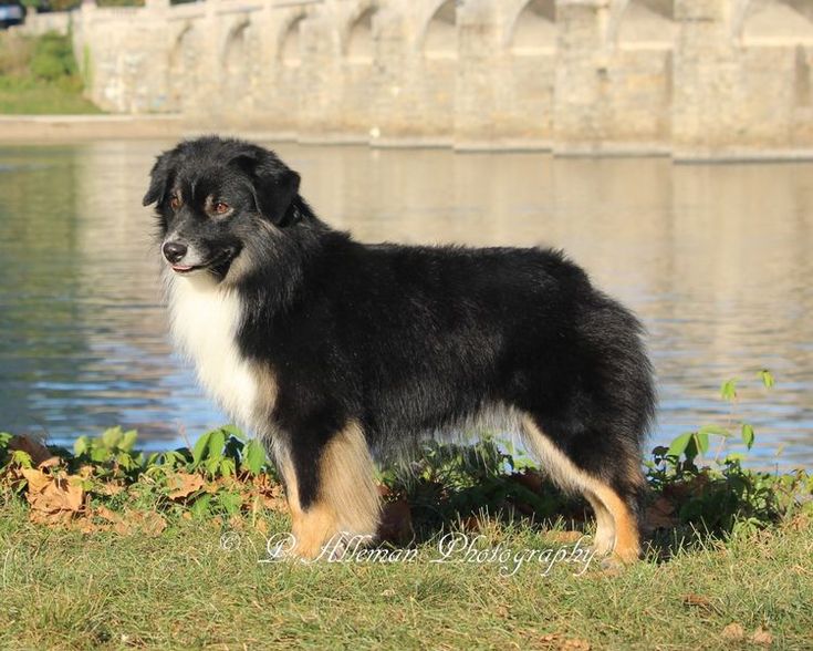 a black and white dog standing next to a body of water with a bridge in the background