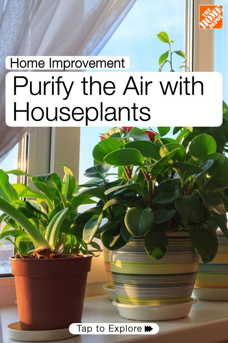 three potted plants sitting on top of a window sill