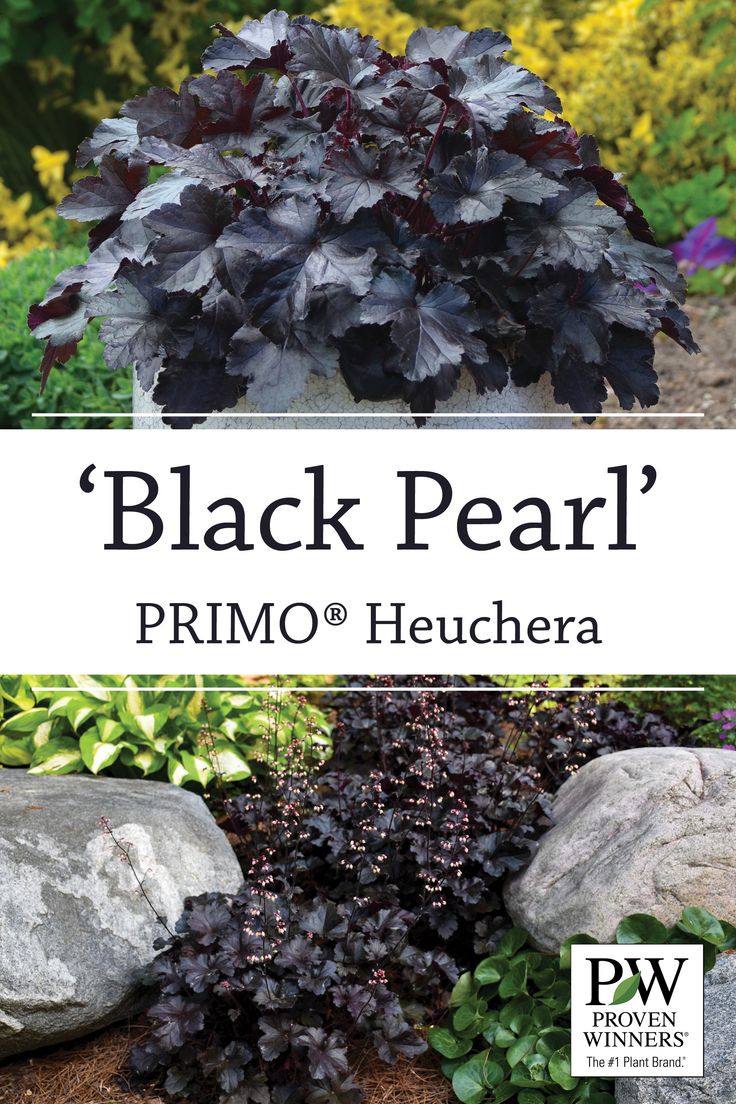 black pearl'primo heuchera is an easy to grow plant that grows well in the garden