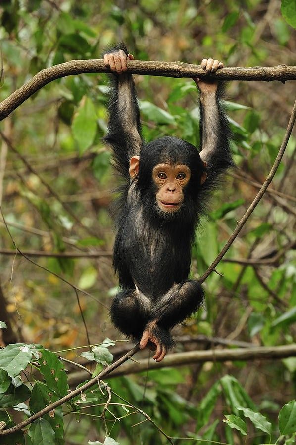 a small monkey hanging from a tree branch