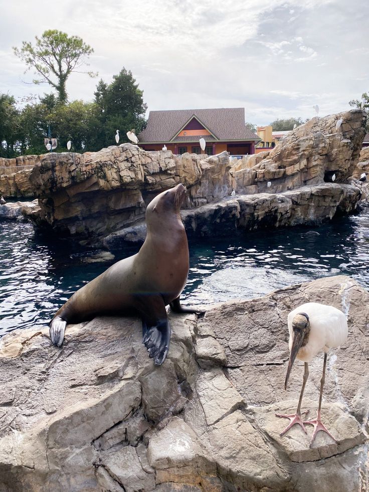 two seagulls are sitting on rocks near the water and one bird is standing next to them