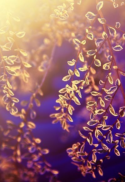 close up view of leaves in the sunlight