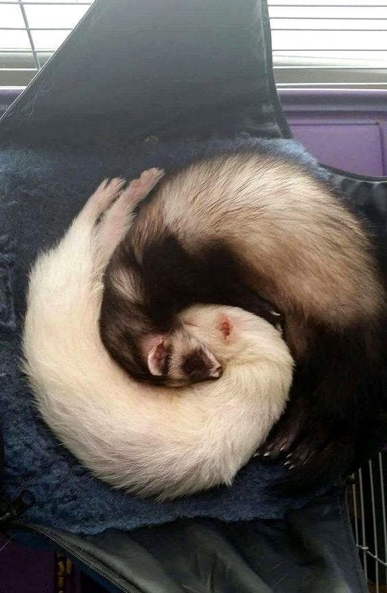 a ferret is curled up in a blanket