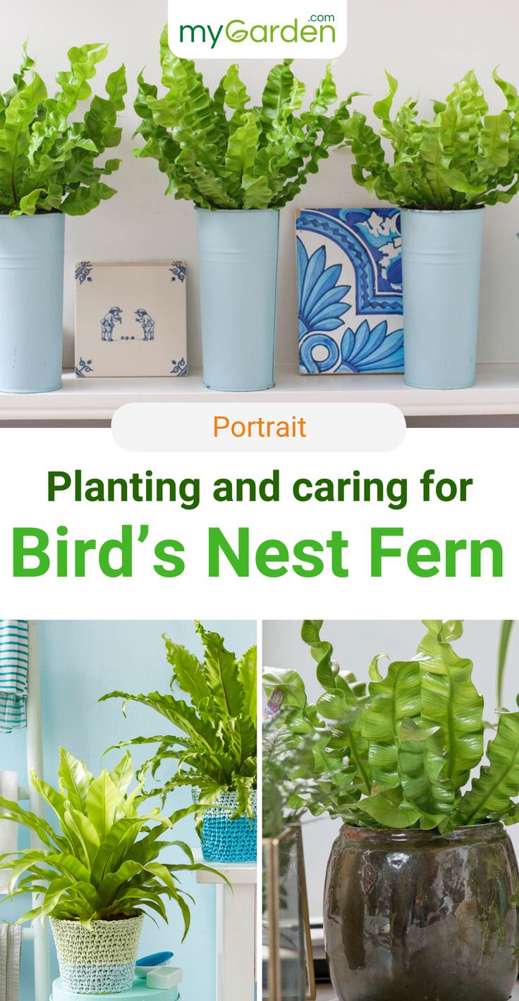 some plants are sitting in pots on a shelf with the words plant and caring for bird's nest fern