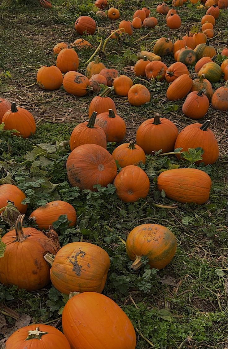 a field full of pumpkins sitting on the ground