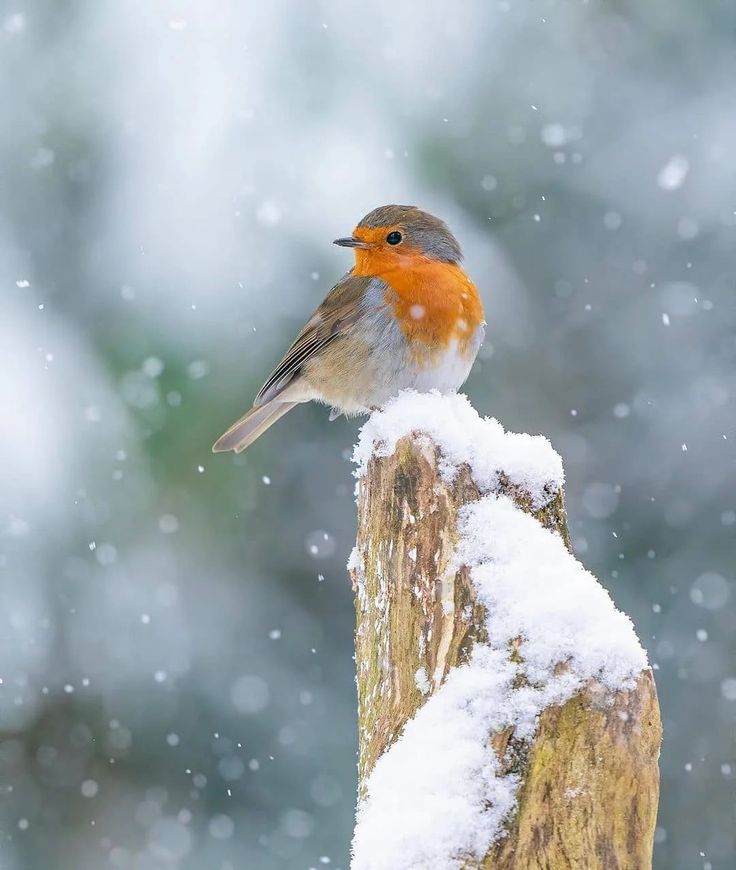 a bird sitting on top of a wooden post covered in snow