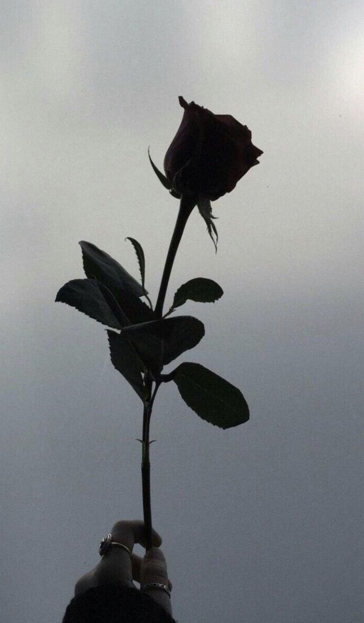 a black and white photo of a single rose with the words ghost of you above it