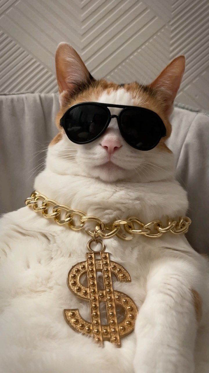 a cat wearing sunglasses and a chain around its neck