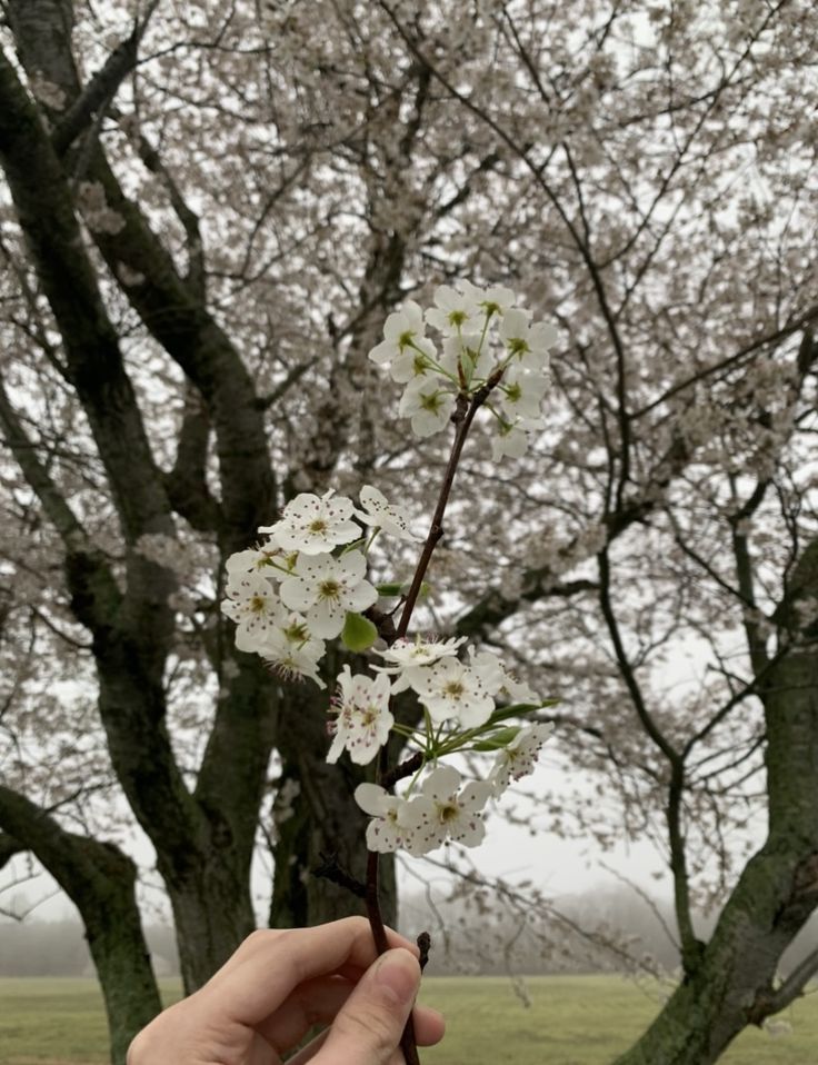 a hand holding a branch with white flowers in front of a tree filled with blossoms