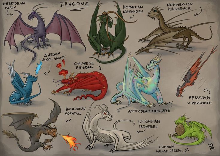 a bunch of different types of dragon's